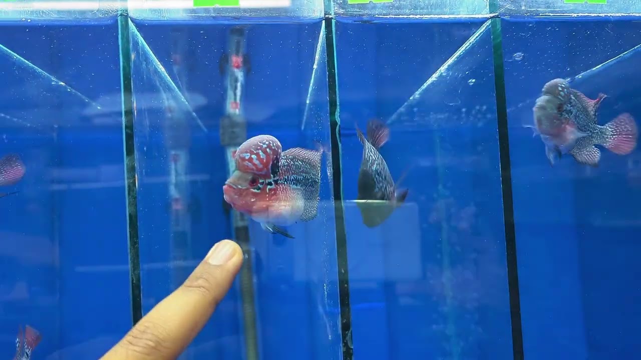 Amazing flower horned fish  #hasanaquahouse #aquarium 