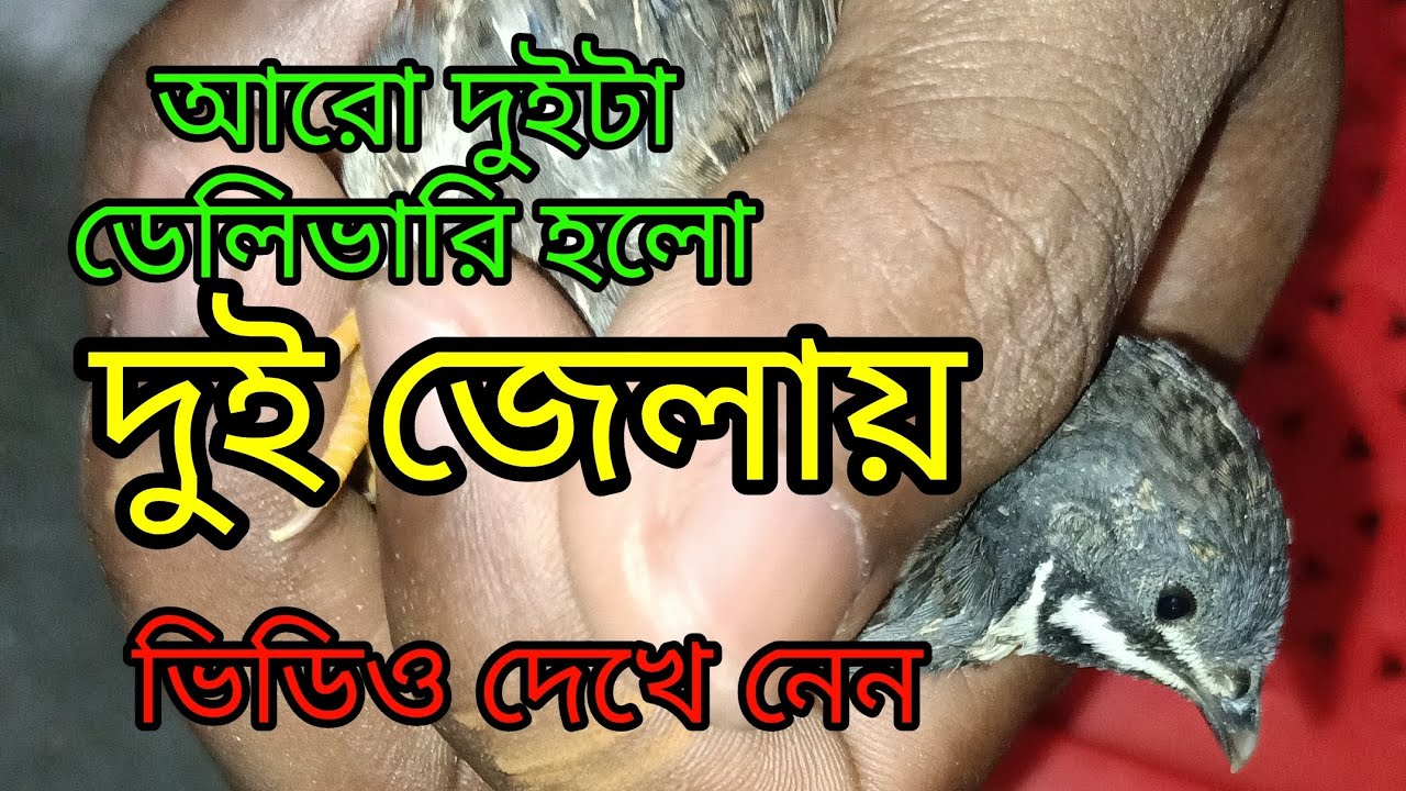 কিং কোয়েল পাখি বাচ্চা ডেলিভারি হল দুই জেলায় #কিং #কোয়েল #কোয়েল_পাখি #কোয়েল_পাখি #কোয়েল_পাখি