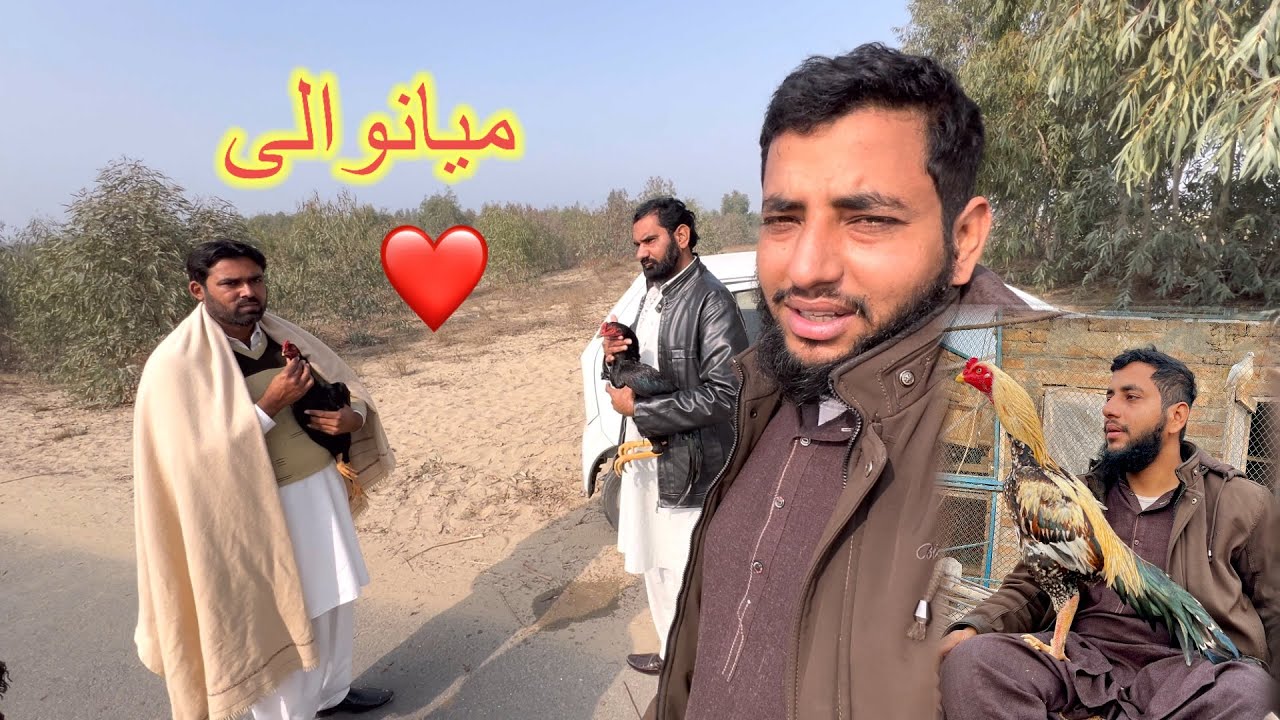 Hum Mianwali Se itne Zyada Murga La Rhy Hen 😍