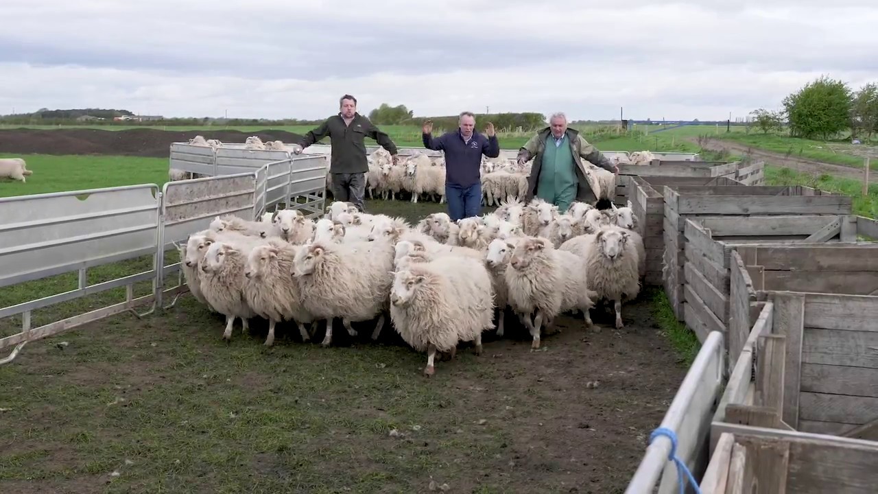 Sheep grading at Pollybell organic farm