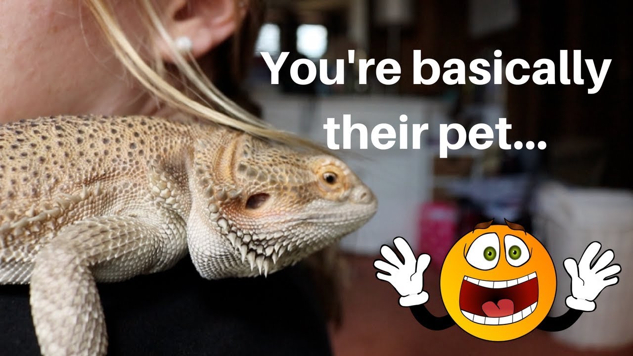 WATCH THIS BEFORE GETTING A BEARDED DRAGON!