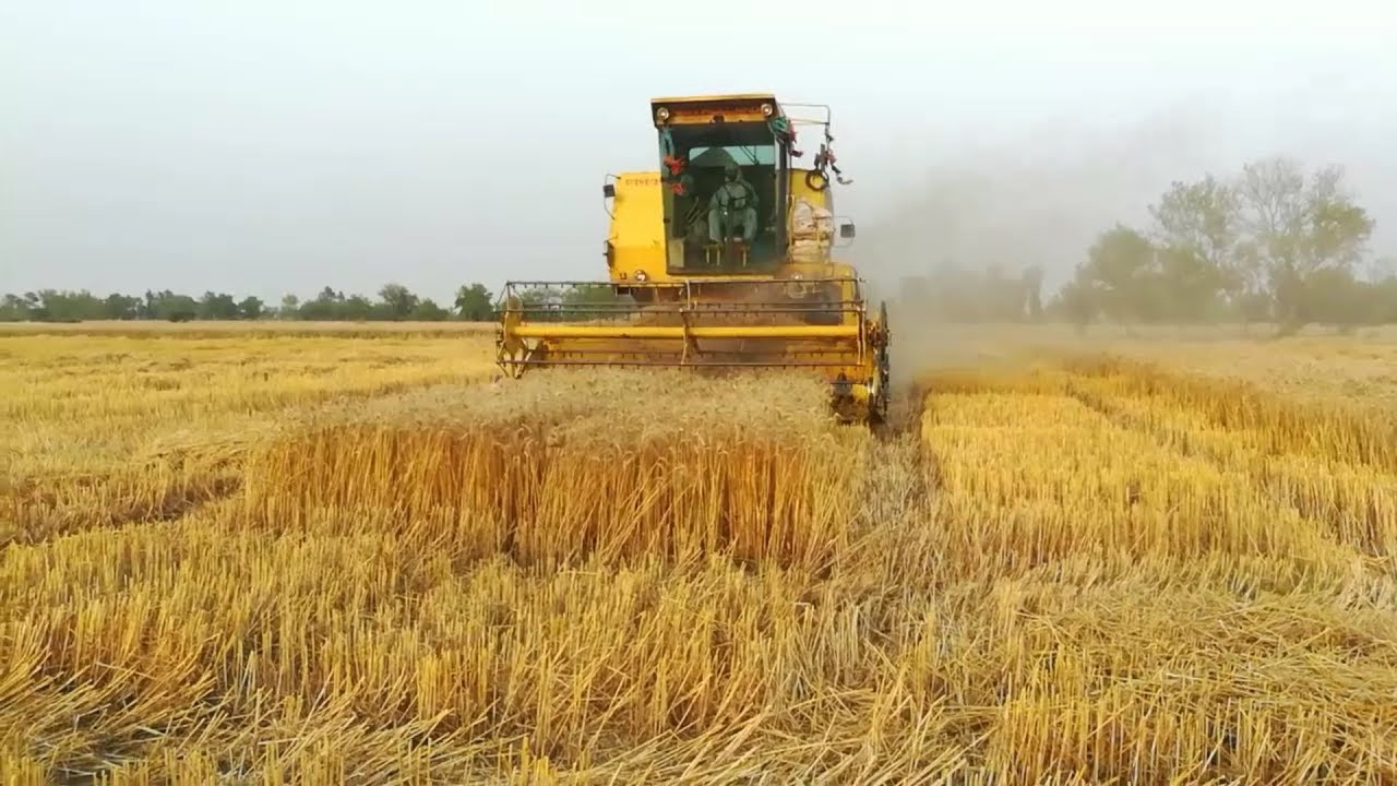 Combine Harvester Sparry 8060 Cutting Wheat In Fields