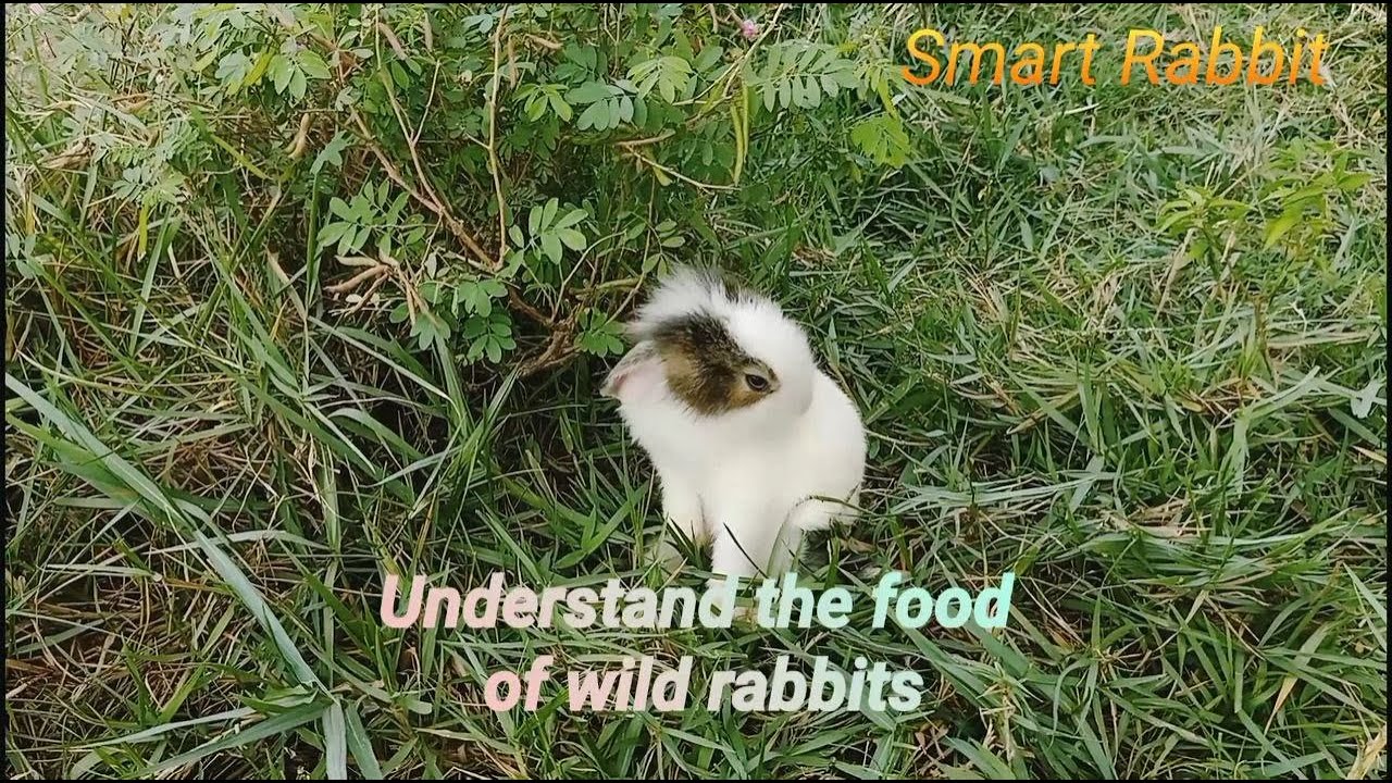 Understand the food of wild rabbits - Primitive KH
