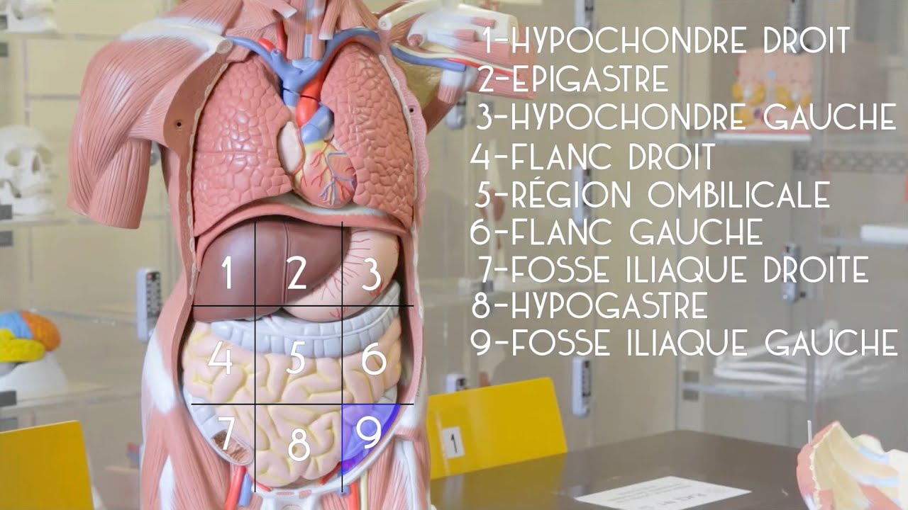 Anatomie g&eacute;n&eacute;rale : le tronc