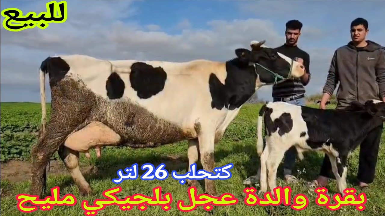 تباااارك الله💫بقرة والدة عجل بلجيكي مليح🌟إتصل 06.67.21.00.53📞ألو سي عبد الرزاق نواحي الغرب🇲🇦 