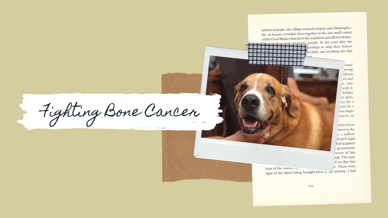 How We're Fighting Our Fishing Dog's Bone Cancer (Osteosarcoma) - It's Been a Year!