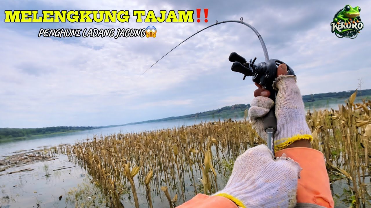 PENGHUNI LADANG JAGUNG BABON SEMUA!! casting gabus joran di buat melengkung tajam 