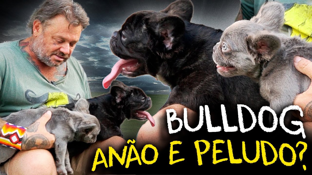 BULLDOG ANÃO? SELECIONANDO UMA NOVA GERAÇÃO DE FLUFFYS!