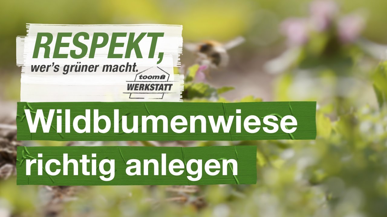 Wildblumenwiese richtig anlegen | toom Werkstatt