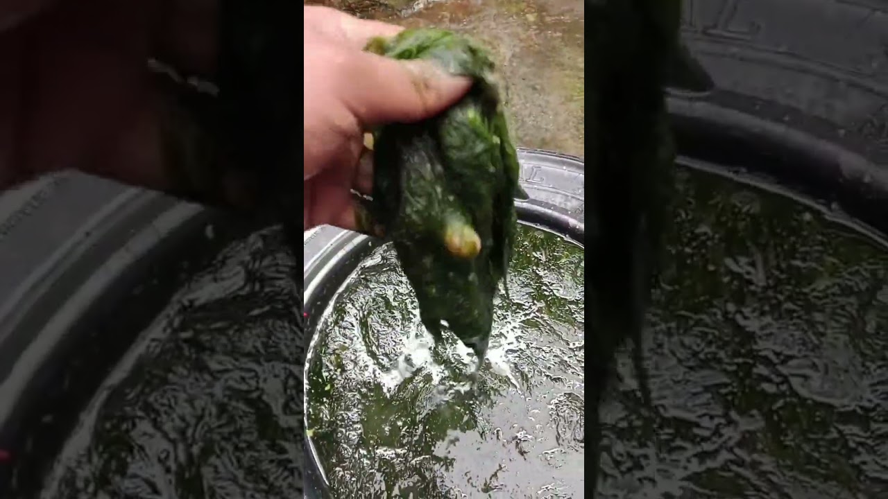 CAMPURAN LUMUT TERBAIK UNTUK MANCING IKAN NILA umpan jitu
