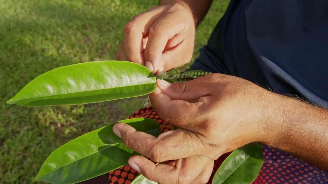 Technique de multiplication du durian   la greffe en fente