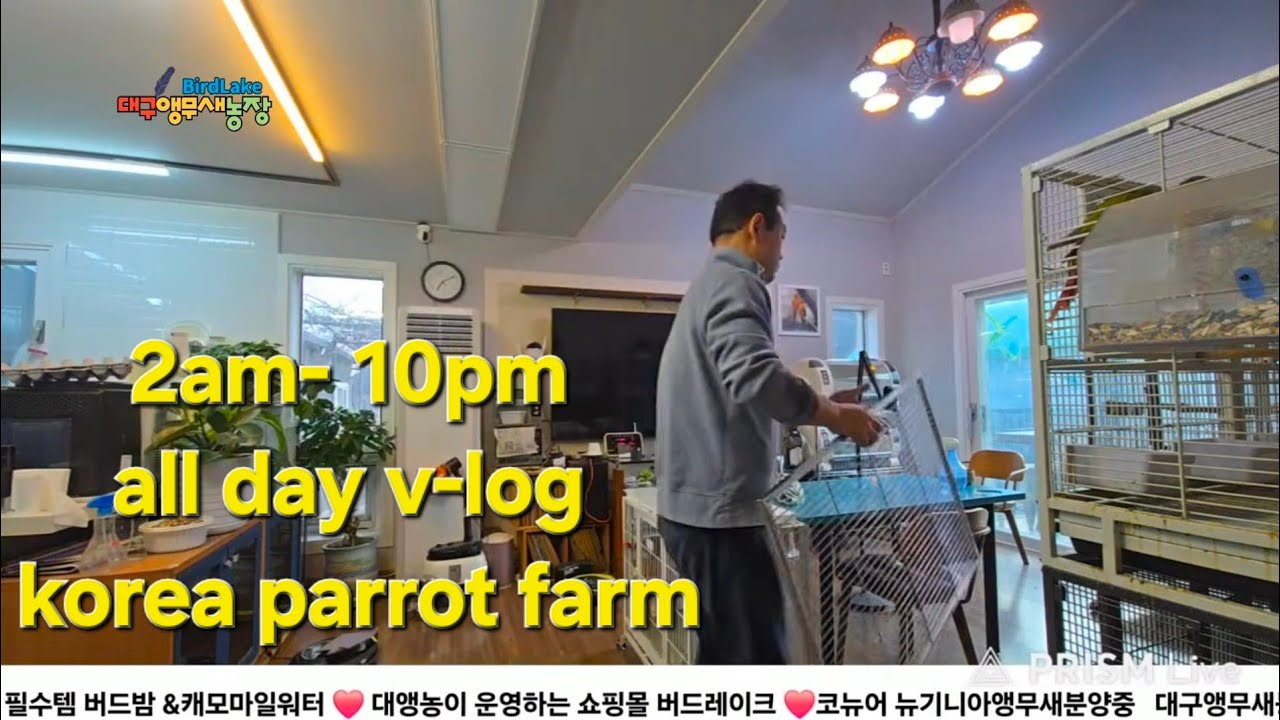 새벽부터 밤까지 대구앵무새농장의 하루 #브이로그