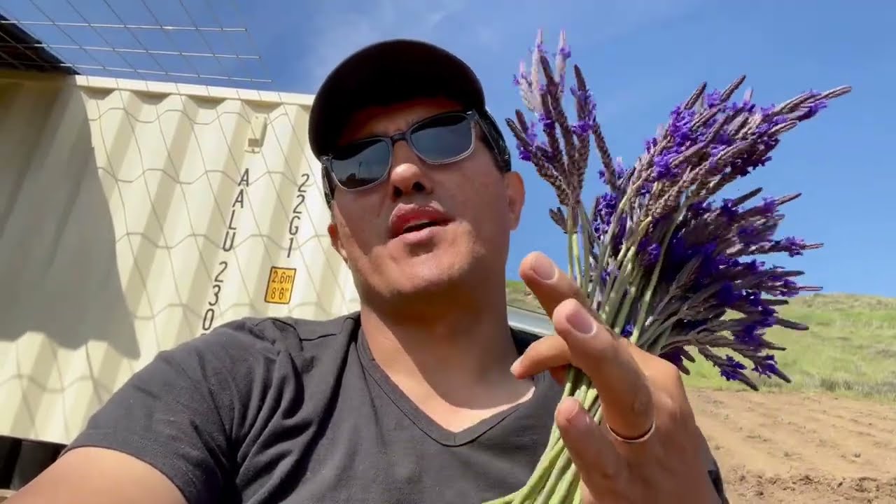 Cut some lavender. This variety is Egyptian Lavender or fernleaf lavender, or piñata buchii lavender