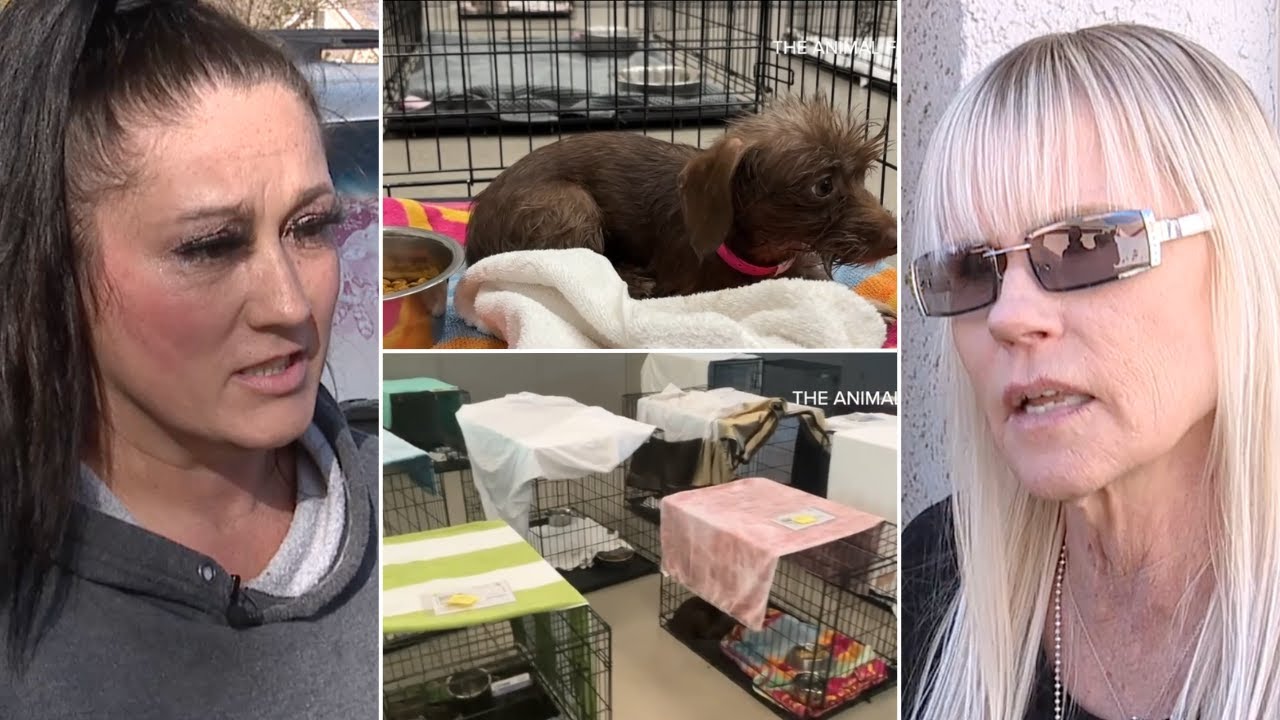 Residents react after 35 dogs from neighbor's home are surrendered to shelter