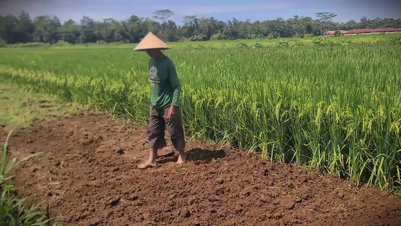 Soil Preparation: Tilling the Land for Peanut Seeds _FarmersLife _Shorts