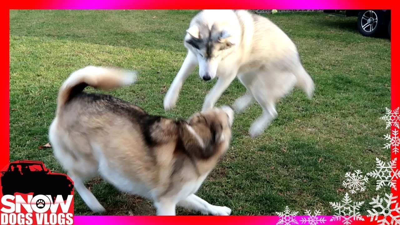 HUSKY BODY SLAMS
