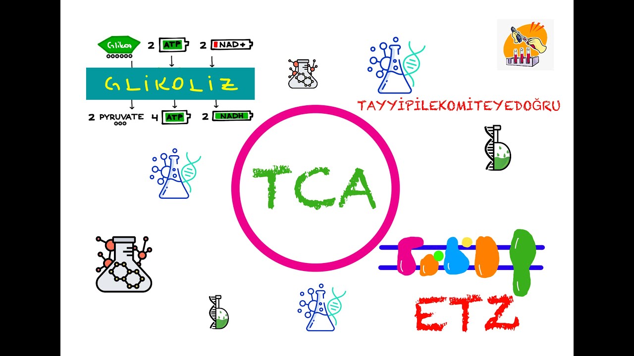 Glikoliz, TCA(Krebs) ve ETZ (Biyokimya)