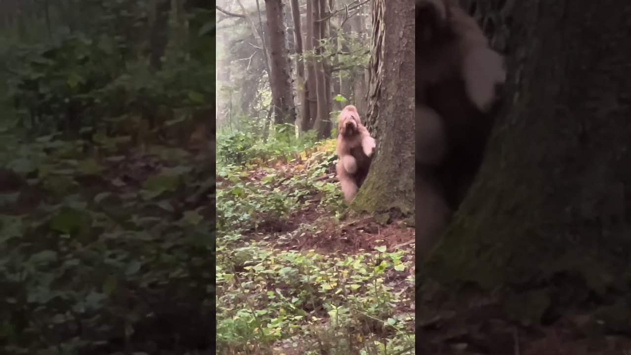Лучшее видео Big Foot 2022 #bigfoot #goldendoodle #yeti