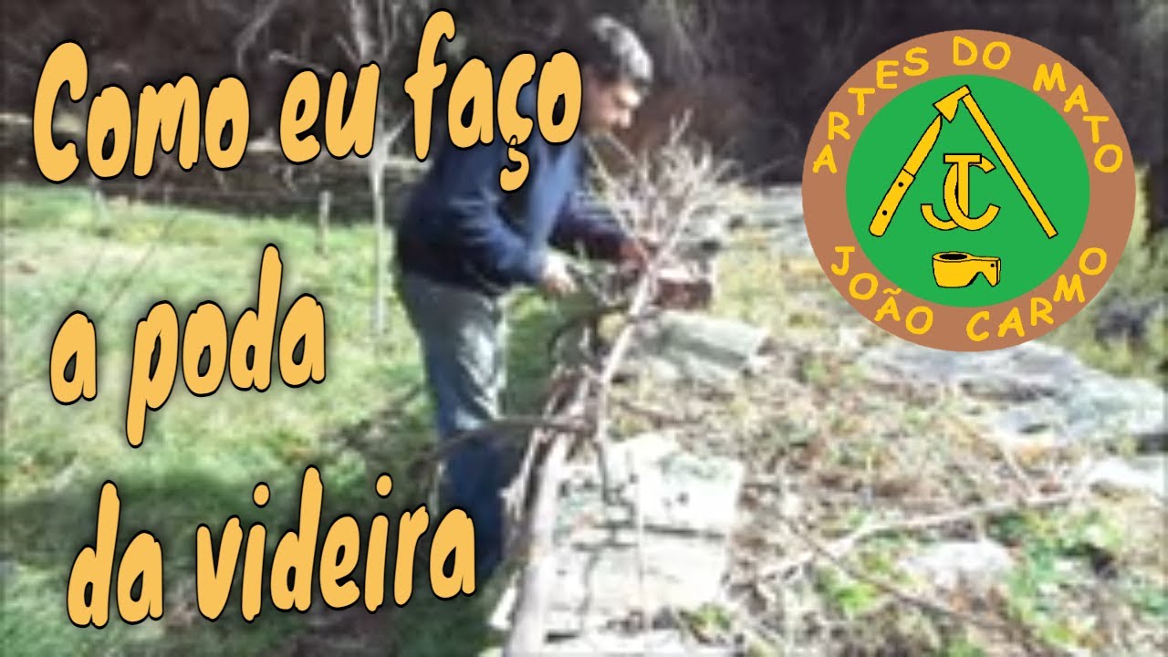 Como eu faço a poda da Videira