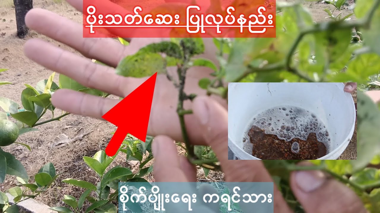 agriculture ပိုးသတ်ဆေးပြုလုပ်နည်း စိတ်ဝင်စားရက်ဝင်ကြည့် လိုက်ပါ စိုက်ပျိုးရေးကရင်သား