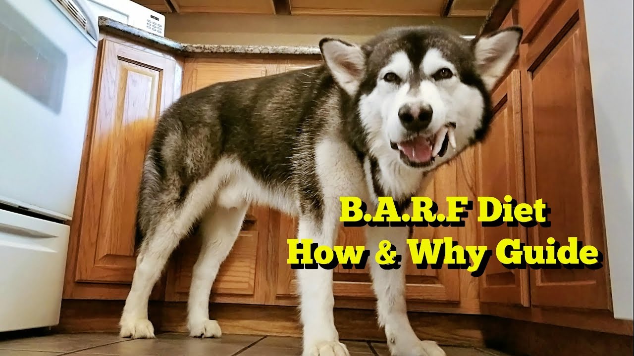 BARF Diet How & Why Guide with Tonka the Malamute Day 1