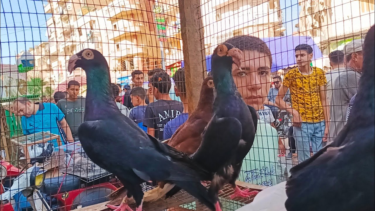 ايه الاسعار اللي في السوق دي 😱 الحمام الغزار والزاجل والزينه والزغاليه و الكلفة #العناني