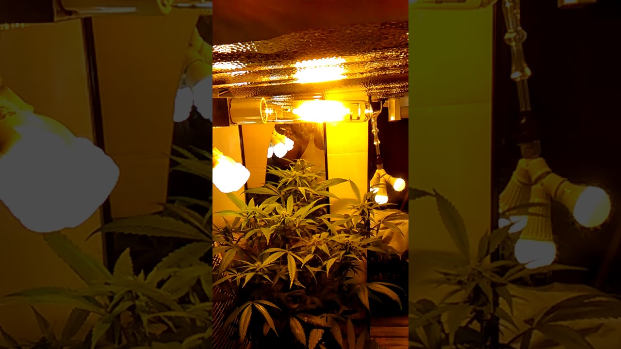Microbe life hydroponics part 1