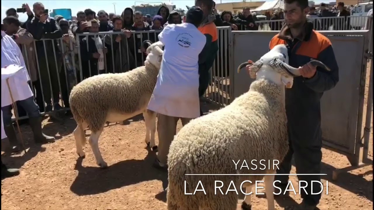Mouton Sardi Anoc - شاهد كيف يتم رشم اجود الفحول الصردية و قصة 17 حولي سوبر