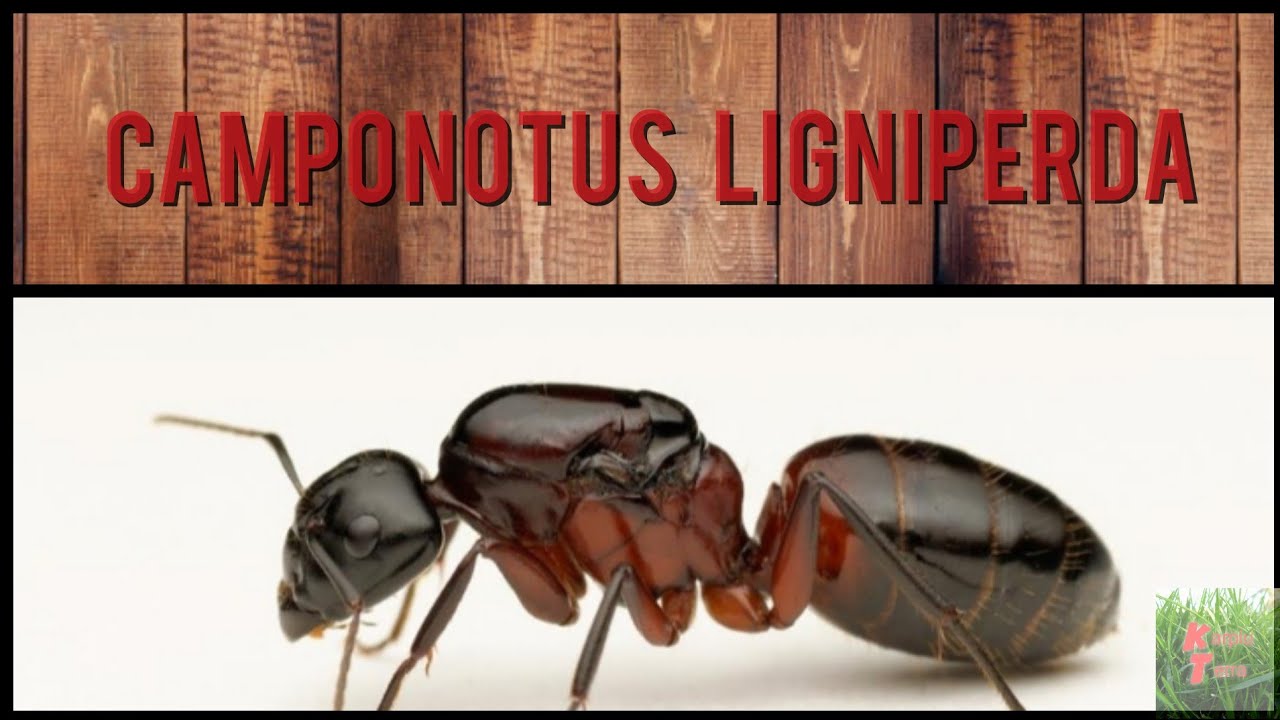 Największe mrówki EUROPY!!!- Camponotus Ligniperda