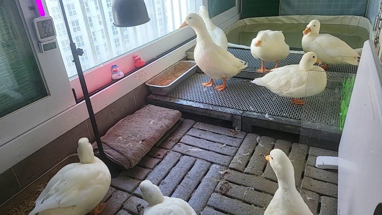 🔇  오리 라이브 | duck livestreaming
