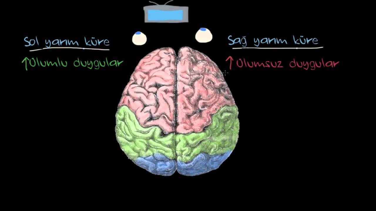 Duygular: Serebral Yarım Küreler ve Prefrontal Korteks (Psikoloji / Çevreyi Algılama)