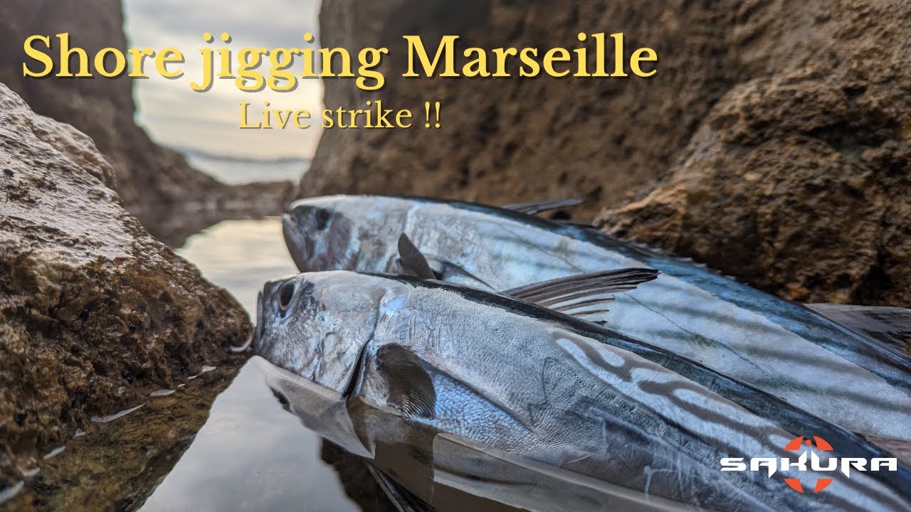 Shore jigging [Live strike] - Pélamides et thonines entre copain !