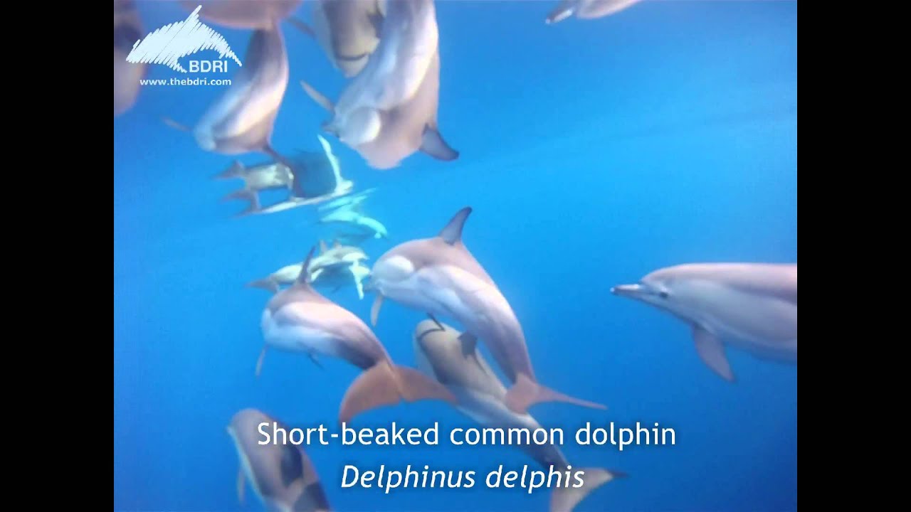 Dolphins Seen Up Close in Underwater Video filmed by the BDRI