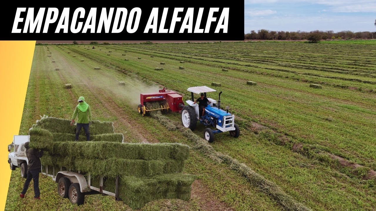 ¡Así Se Empaca en Sonora! El Ford 6600 No Se Raja con la Alfalfa