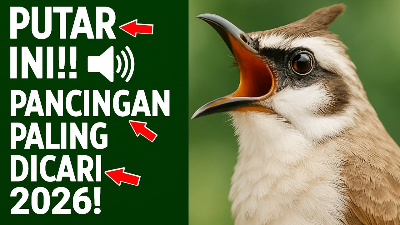 Pancingan Trucukan PALING AMPUH! Burung Langsung Ngalas & Nyaut Gacor