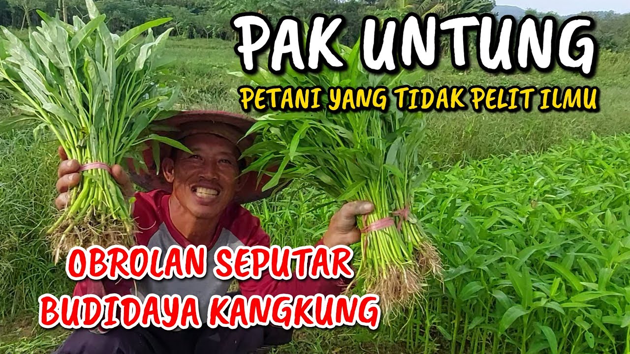 OBROLAN SEPUTAR BUDIDAYA TANAMAN KANGKUNG BERSAMA PAK UNTUNG
