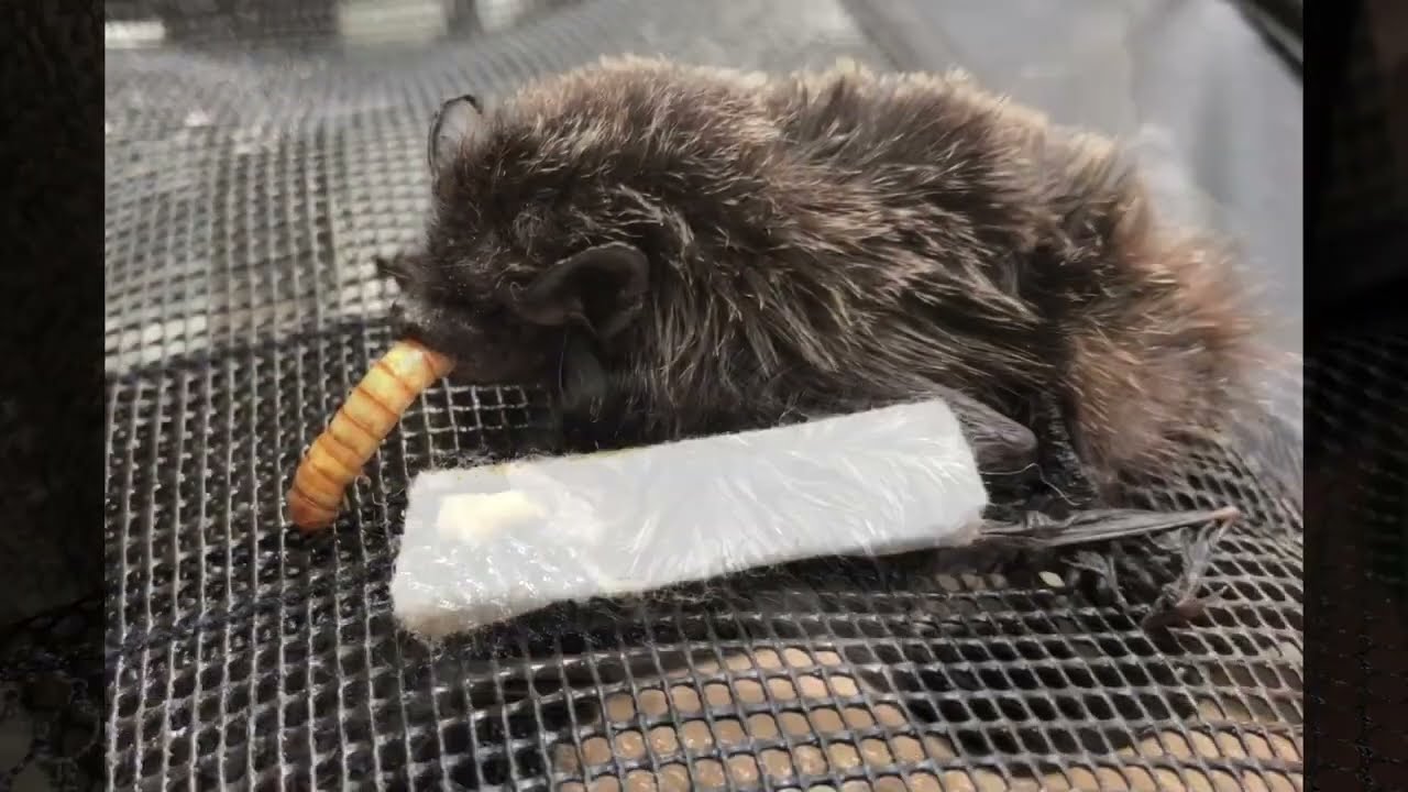 Bat care at IWRS