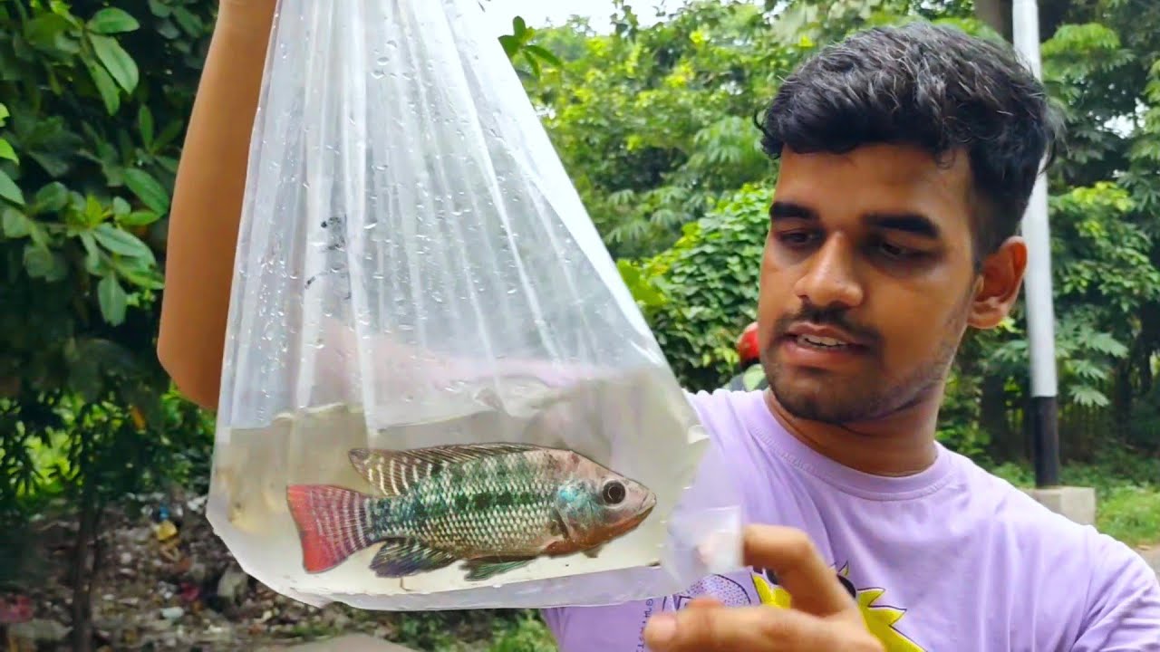 I Caught a Huge Eel Fish During Fishing In The Wild