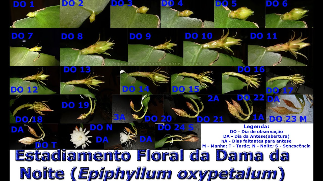 Fases do Desenvolvimento Floral ( Estadiamento Floral) da Dama da Noite (Epiphyllum oxypetalum)
