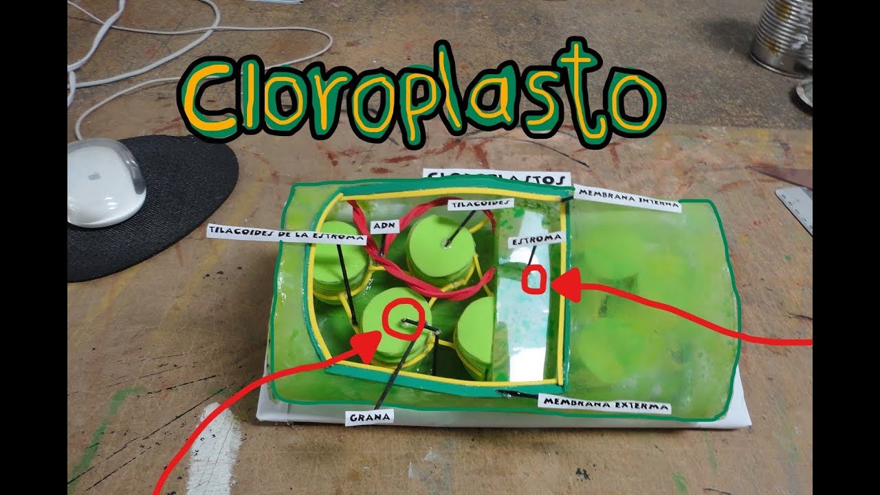Cloroplasto Maqueta (Chloroplast Model)