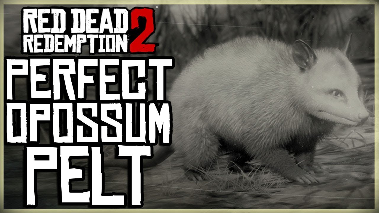 HOW TO GET A PERFECT OPOSSUM PELT - RED DEAD REDEMPTION 2 PRISTINE OPOSSUM HUNT