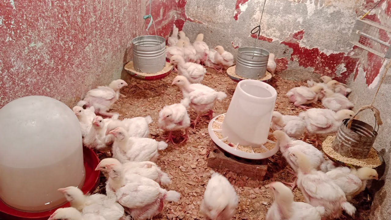 اليوم ١٧ وتغيير العلف لازم تعملي حاجة قبل تغير العلف لانا في سموم متراكمة لحماية الفرخ 🐔☝️👍