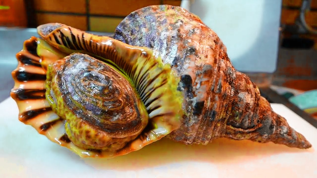 COMIDA COREANA -frutos do mar ,caramujo gigante do mar 😱