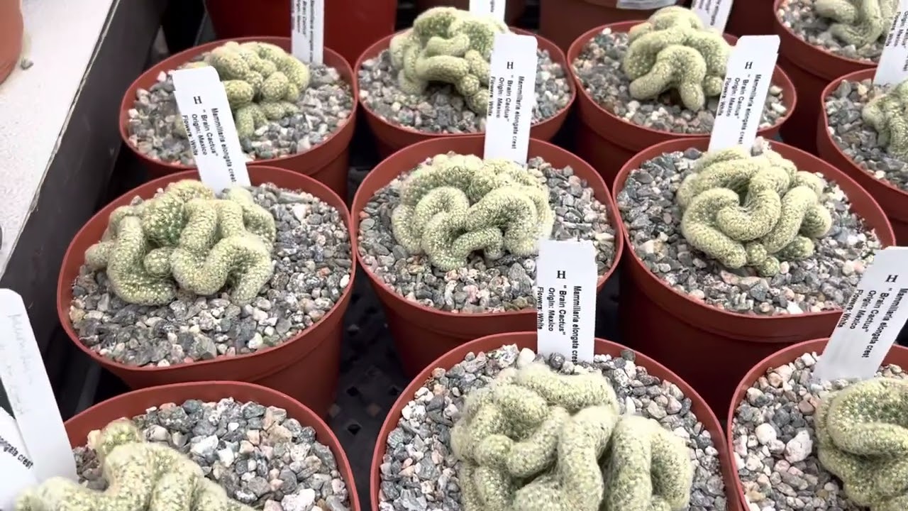 Mammillaria elongata cristata 