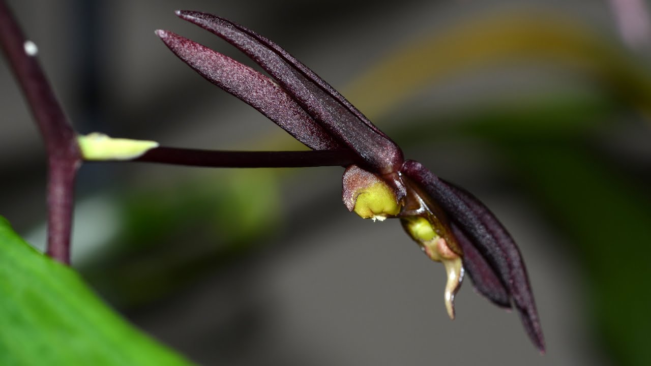 Catasetum saccatum bloomed and has the most pleasant fragrance :)