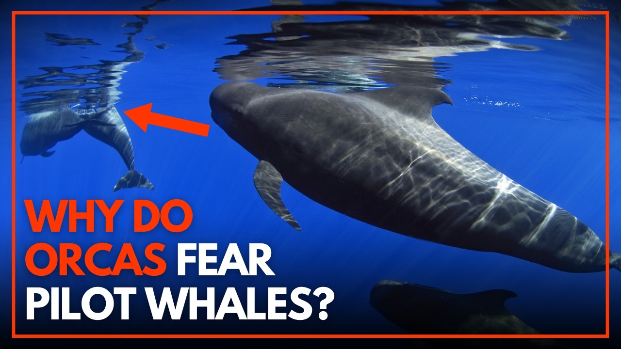 PILOT Whale vs. KILLER Whale Orcas &ndash; Pilot Whale Documentary