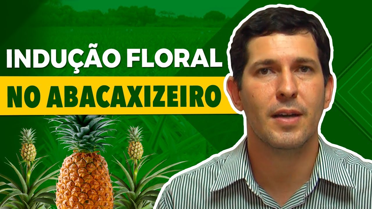 Como fazer a Indução Floral em Abacaxi - com Carlos Eduardo