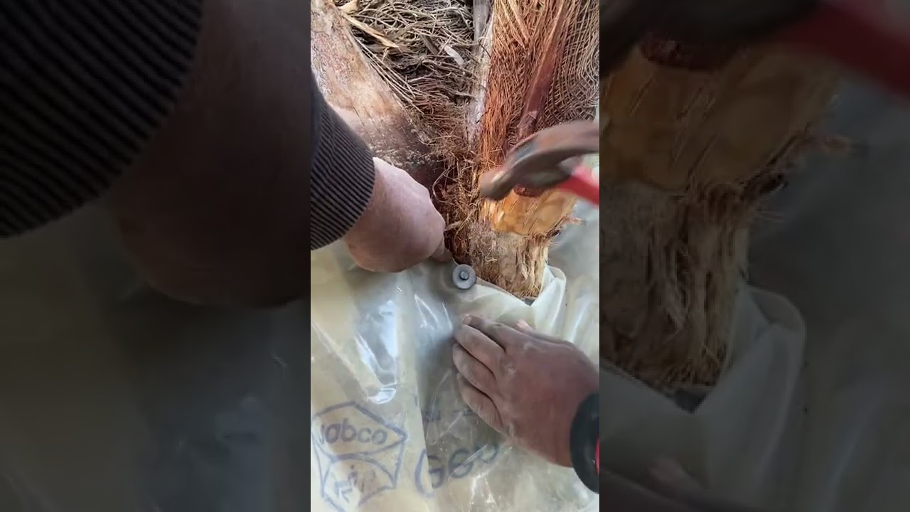طريقة وضع الأكياس على راكوب النخلة قبل عملية التجذير الهوائي.