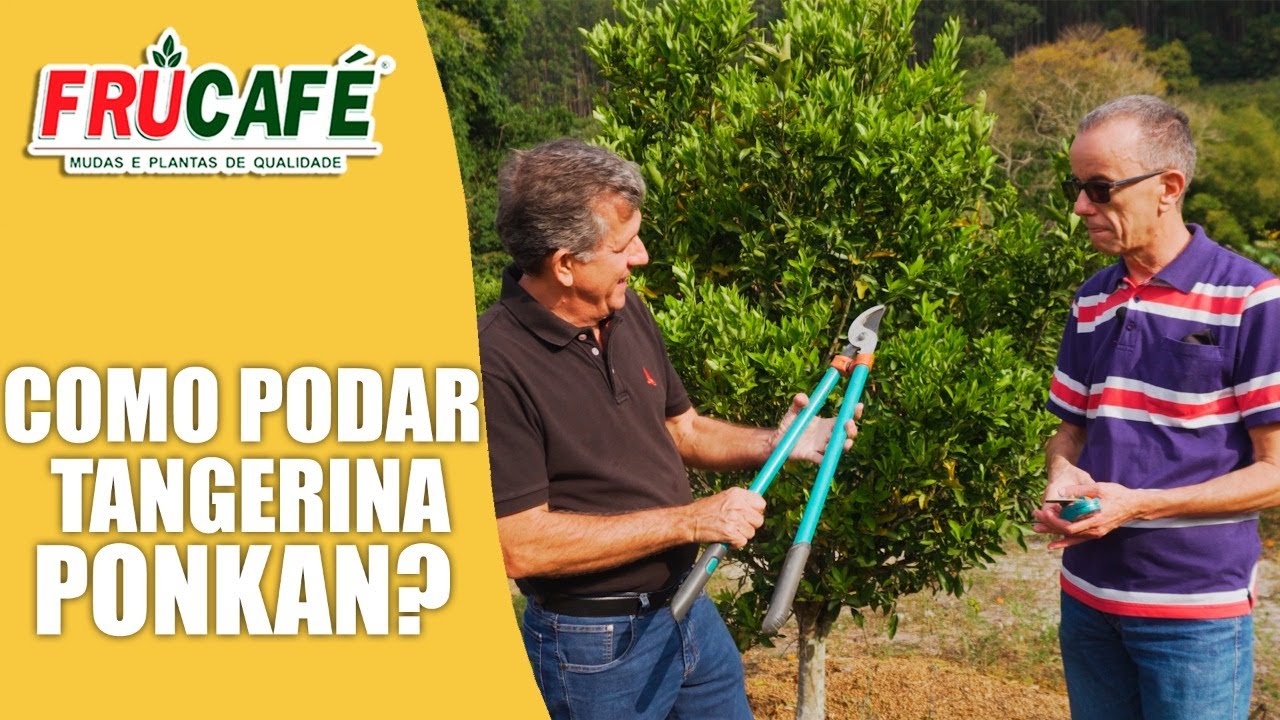 Como Podar Tangerina PONKAN?