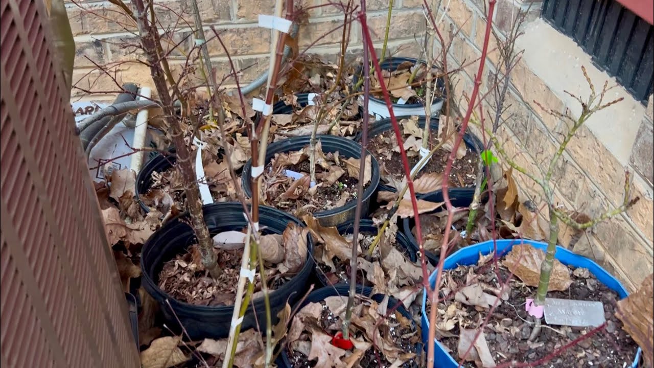 Major Snow & Ice Storm Coming! How to Protect Your Japanese Maples, Conifers & Garden Plants
